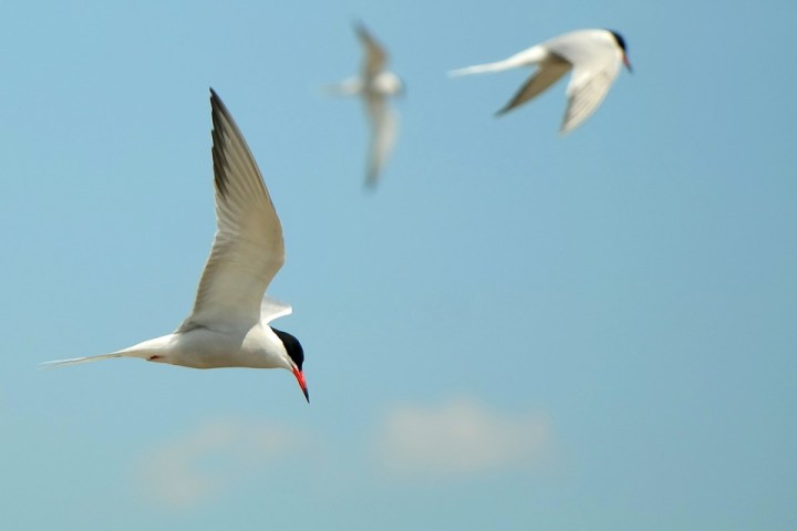 seagull-1402983_960_720